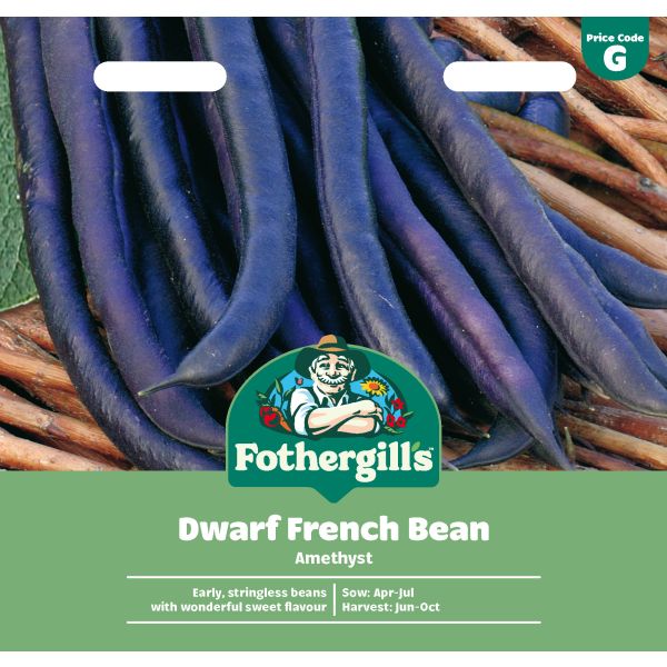 Dwarf Bean Amethyst Seeds