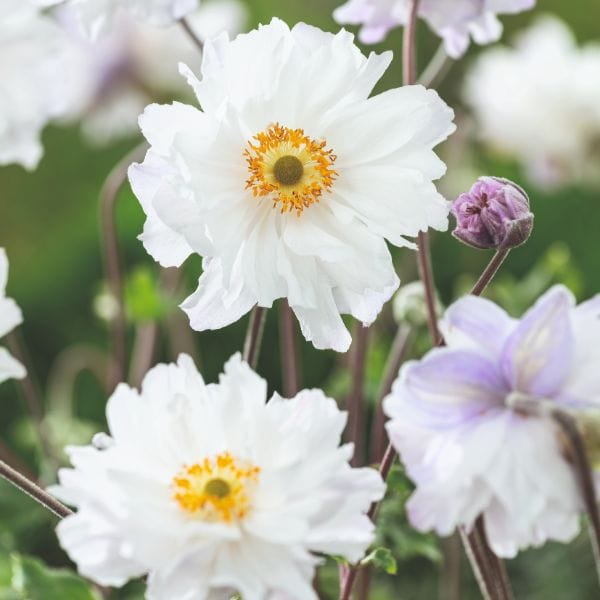 Anemone x Hybrida Frilly Knickers Flower Plant