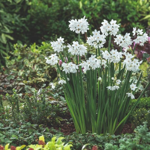 Narcissi Paperwhite Ziva Flower Bulbs