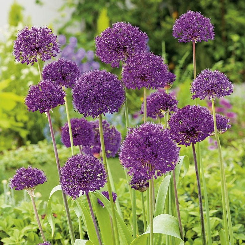 Allium Purple Sensation Bulbs