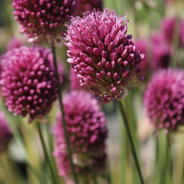 Allium sphaerocephalon Bulbs