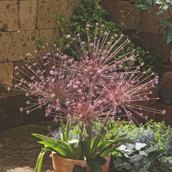 Allium Schubertii Flower Bulbs