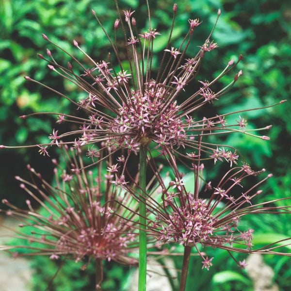 Allium Schubertii Flower Bulbs