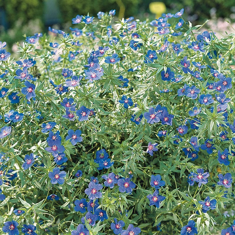 5 Young Plants Anagallis Skylover Flower Plants