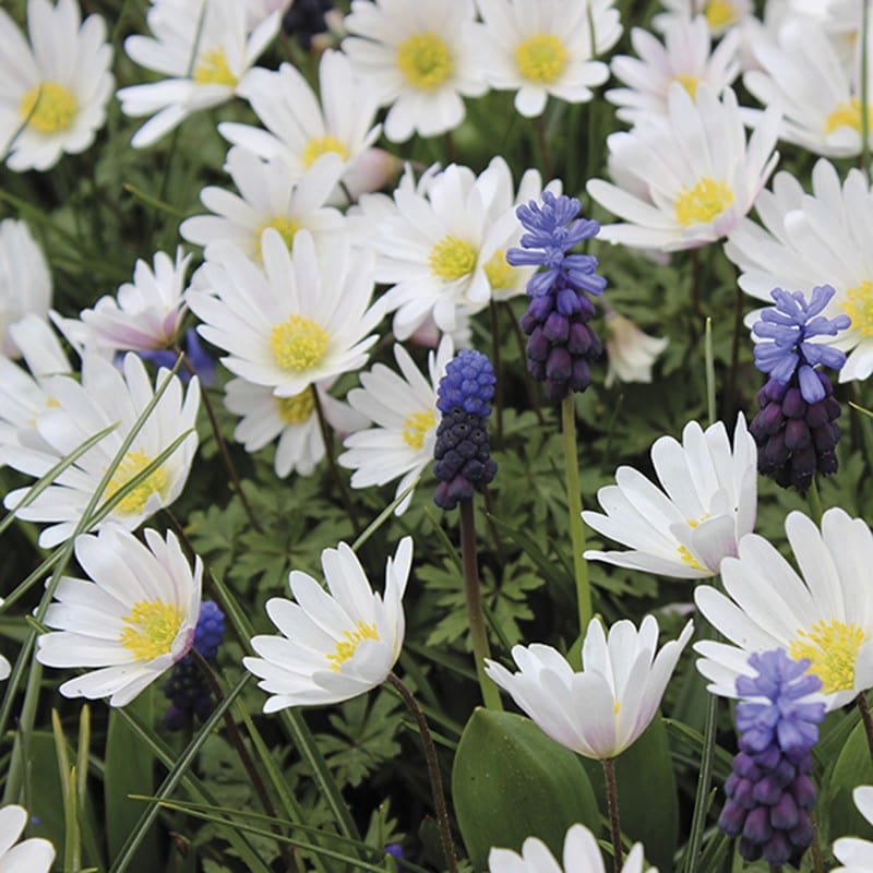 Anemone White Splendour Bulbs