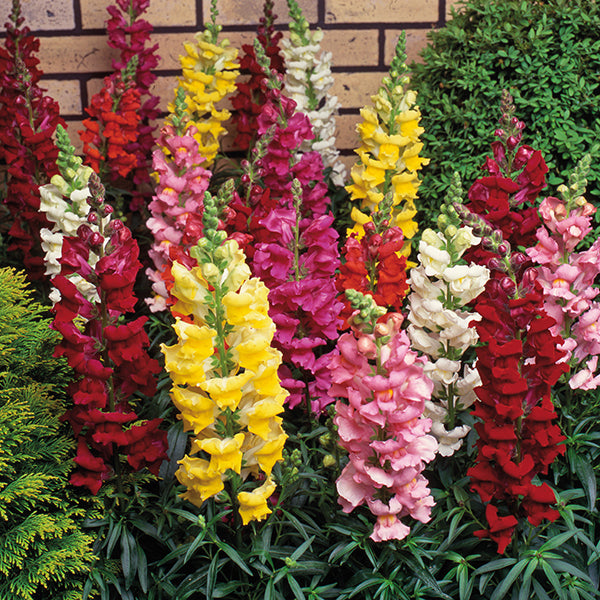 Antirrhinum Sonnet Mixed F1 Flower Plants