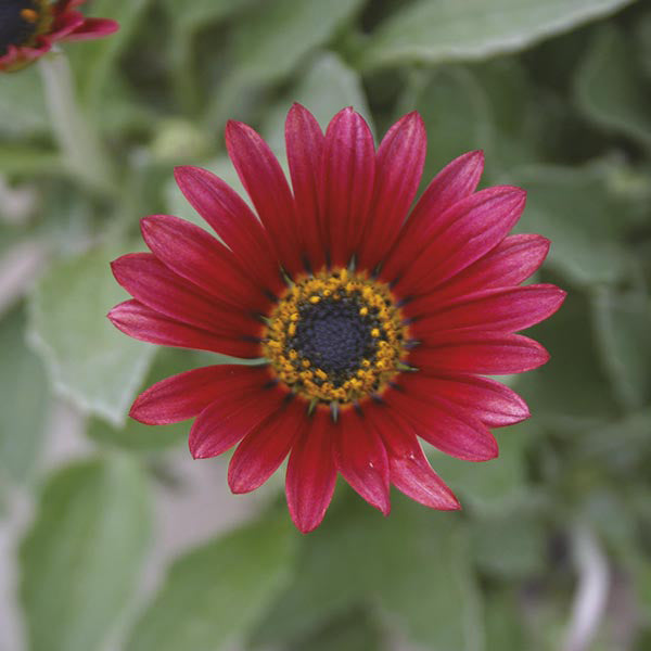 Close-up of a red flower with a yellow center on a blurred green background