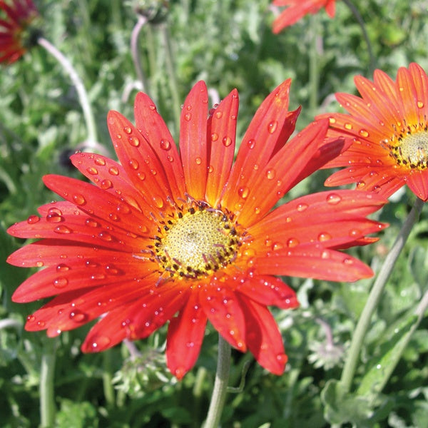 Red flower with water droplets on petals against a green background