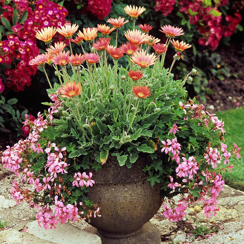 Floral arrangement in a pot with pink and red flowers on a garden background