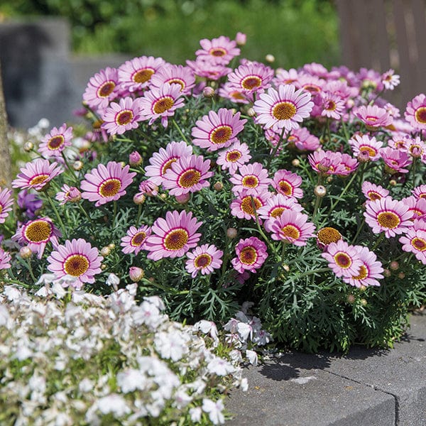 5 Young Plants Argyranthemum Grandaisy Pink Halo Flower Plants