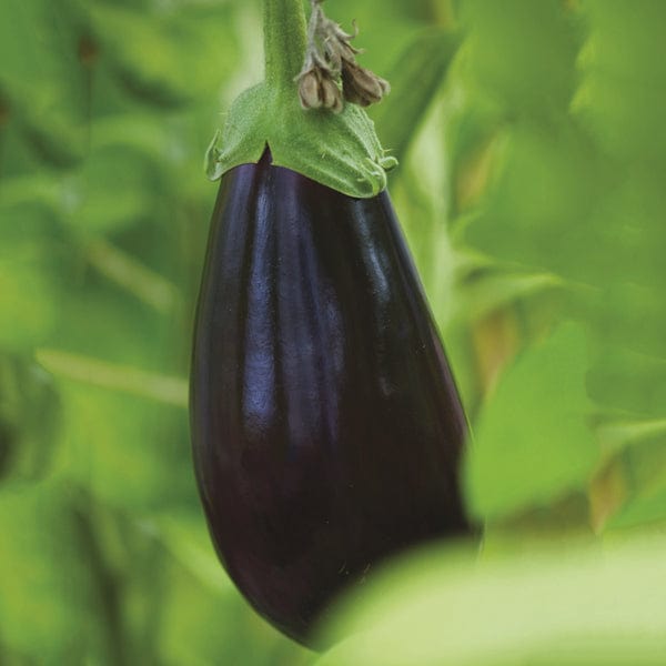 3 x 9cm Potted Plants (LATE) Aubergine Black Pearl F1 Grafted Plants