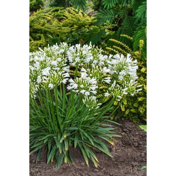 White flowering plant in a garden setting with green foliage