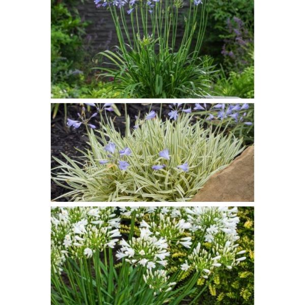 Three images of different plants with green, white, and purple flowers.