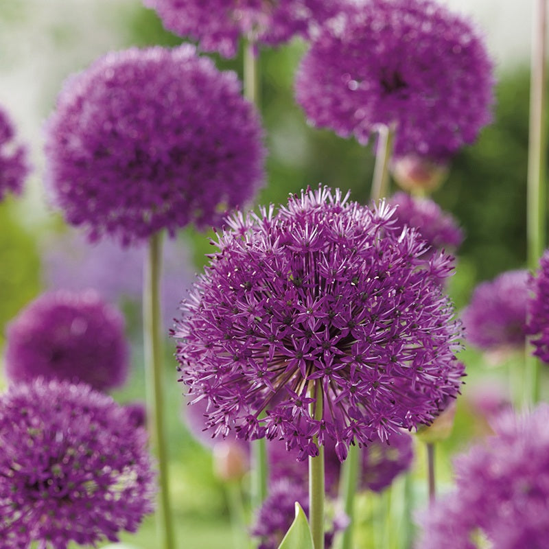 Allium Border Flower Bulb Mix