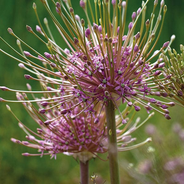 Allium Border Mixed Bulbs