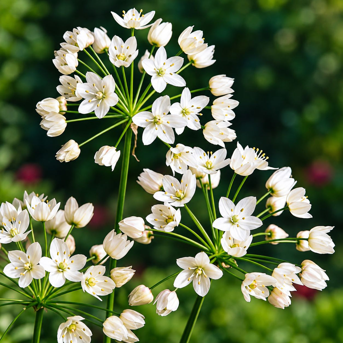 Allium Cottage Garden Mix - 50 Bulbs