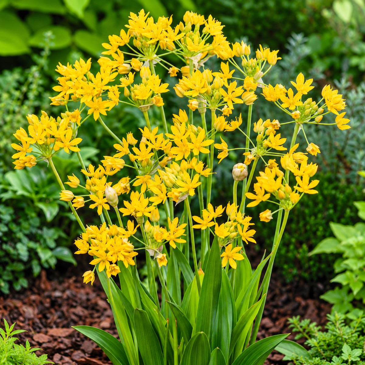 Allium Cottage Garden Mix - 50 Bulbs