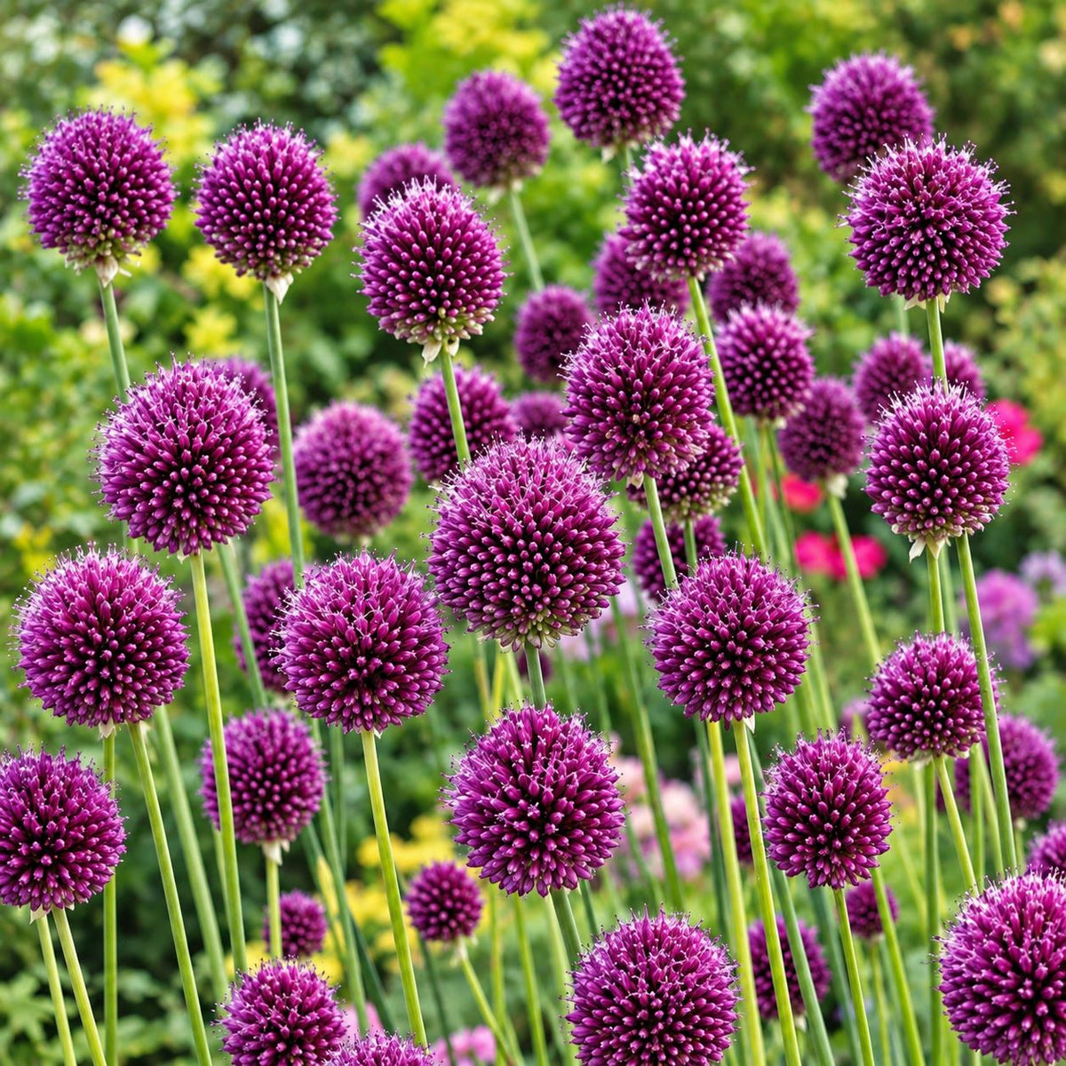 Allium Cottage Garden Mix - 50 Bulbs
