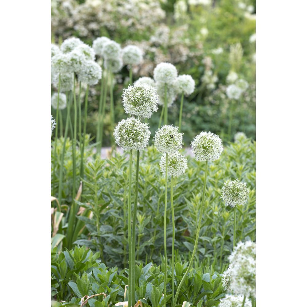 Allium Mount Everest Flower Bulbs