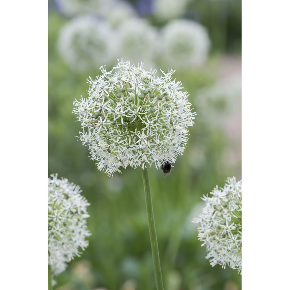 Allium Mount Everest Flower Bulbs