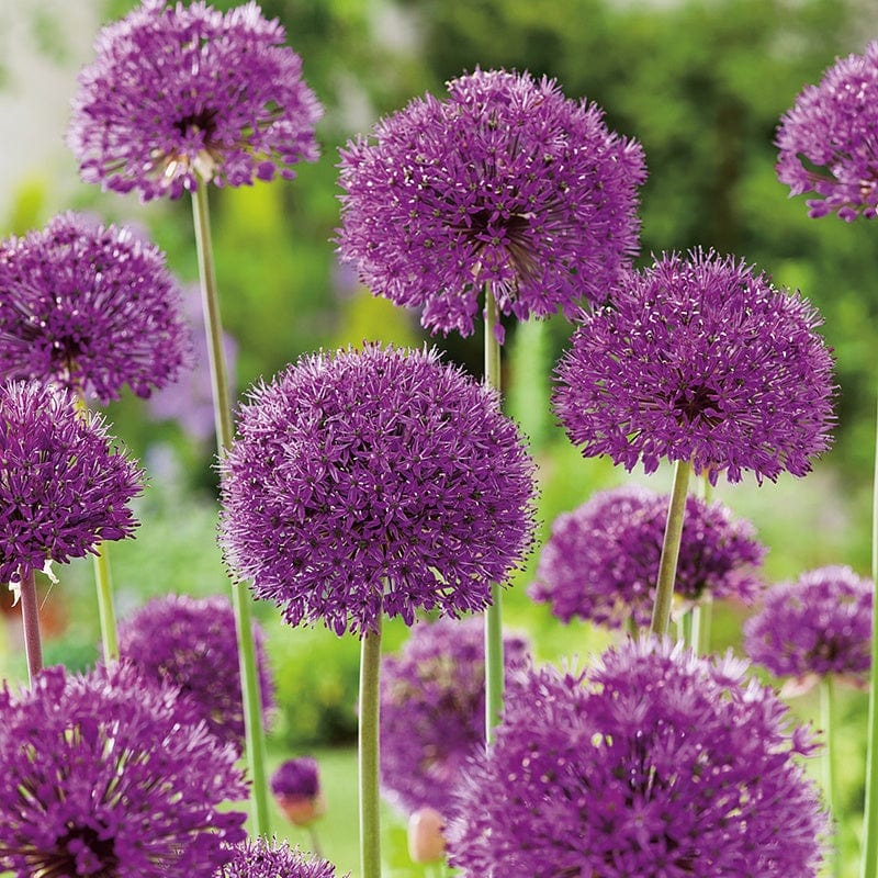 Allium Purple Sensation Bulbs