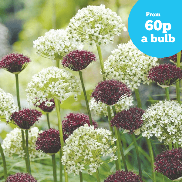 Allium atropurpureum & nigrum Bulb Collection