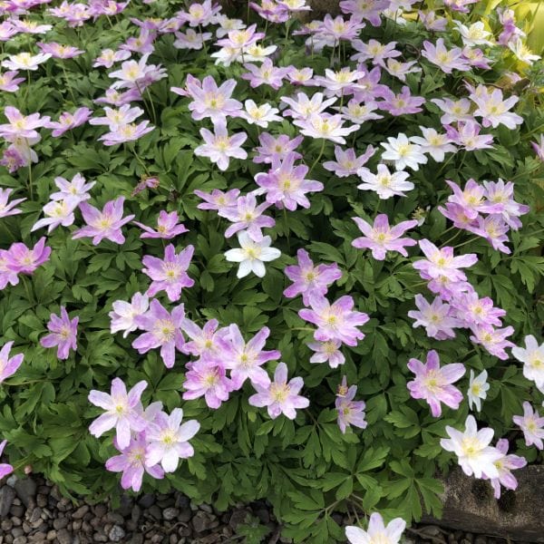 Anemone Blanda Collection Flower Bulbs
