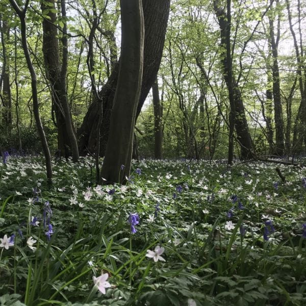 Anemone Blanda Collection Flower Bulbs