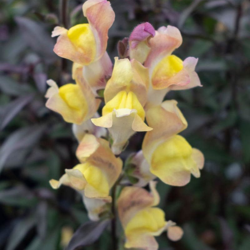 5 Young Plant Antirrhinum Snap in Black Apricote