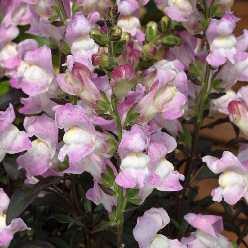 5 Young Plant Antirrhinum Snap in Black Pink