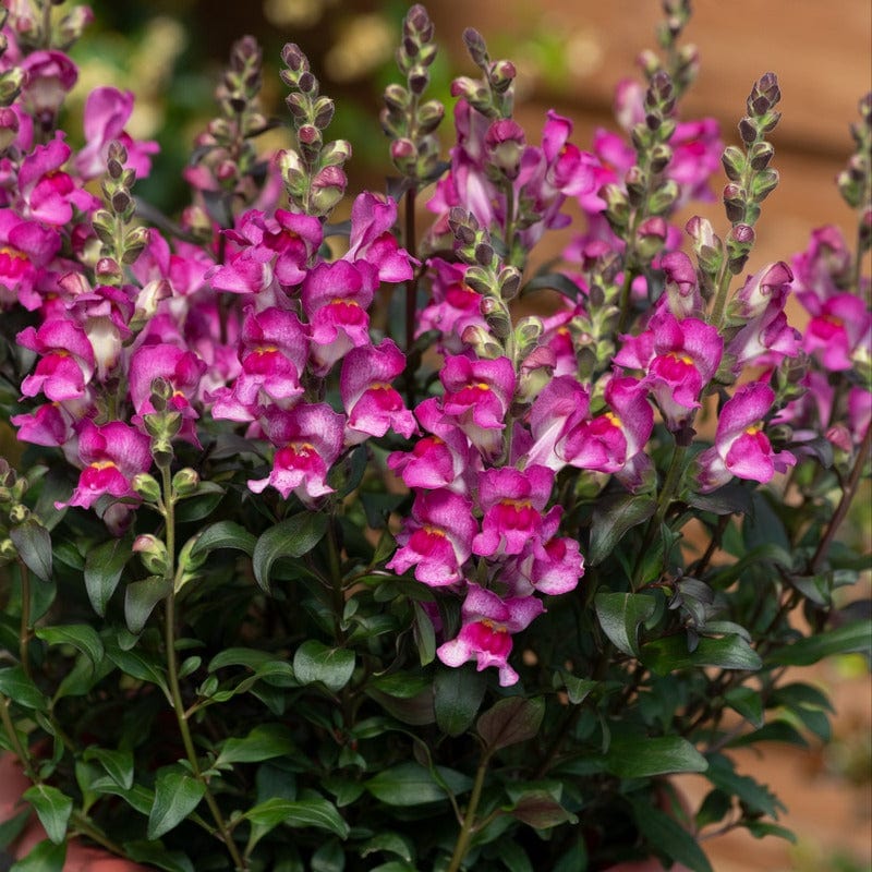 5 Young Plant Antirrhinum Snap In Black Raspberry