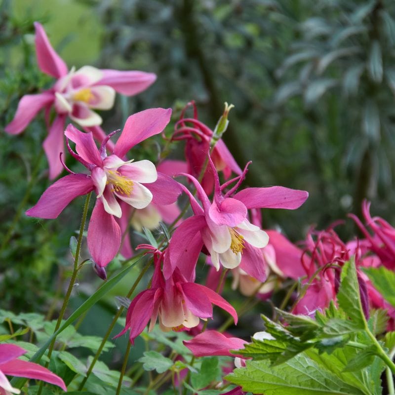 Aquilegia Spring Magic Rose