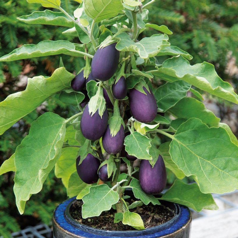 Purple eggplants growing on a plant in a pot with green leaves.