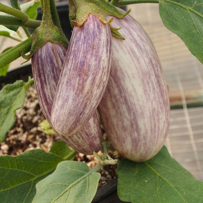 Aubergine Jewel Marble F1 Vegetable Seeds