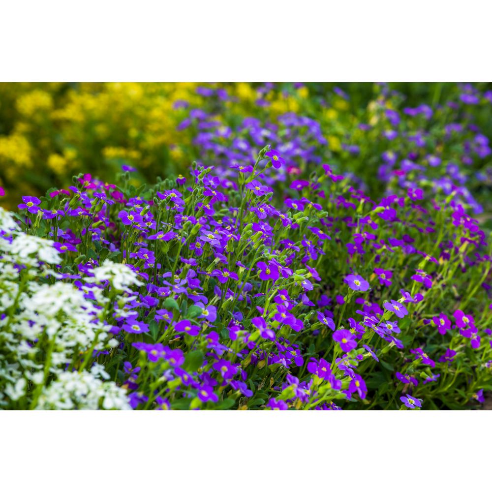 Aubrieta Katie Blue Garden Ready Bedding Plants