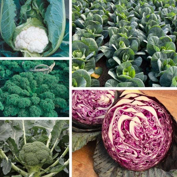 Autumn Harvest Brassica Collection