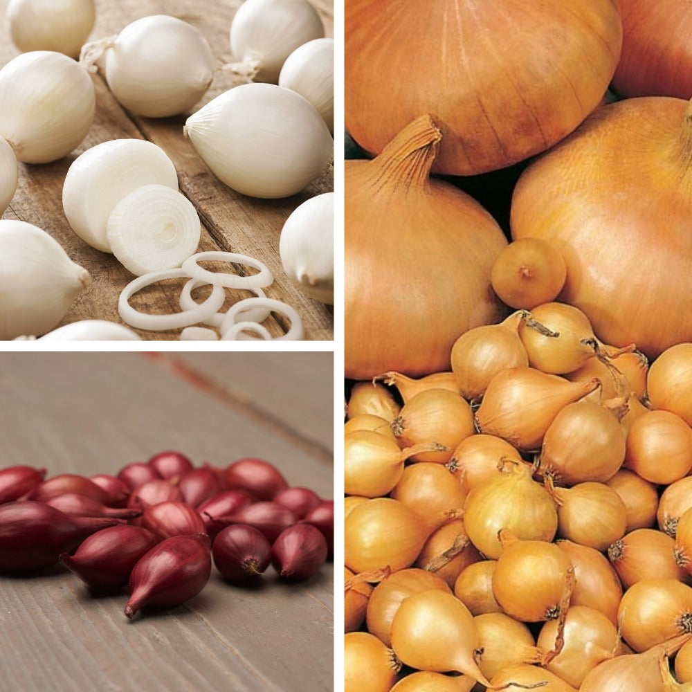 Autumn Planting Onion Sets Collection
