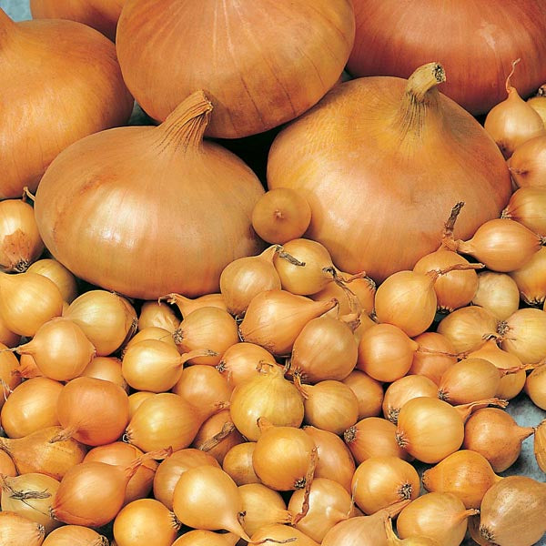 Autumn Planting Onion Sets Collection