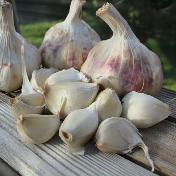 Organic Garlic Kingsland Wight Bulbs (Hardneck)