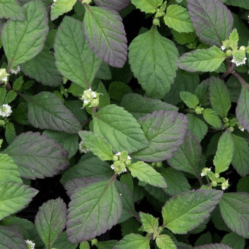 Herb Aztec Sweetherb
