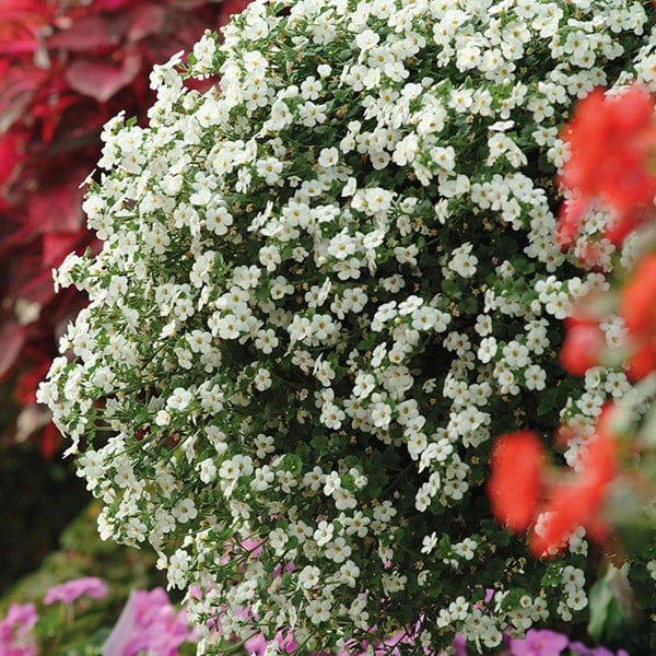 5 Young Plants Bacopa MegaCopa White Flower Plants