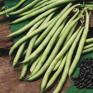 6 plants (EARLY) Climbing French Bean Cobra AGM Vegetable Plants