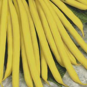 10 Young Plants (LATE) Dwarf French Bean Sonesta AGM Vegetable Plants