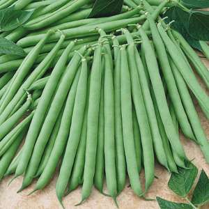 6 garden ready plants Dwarf French Bean Primavera Plants