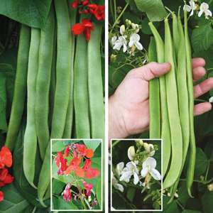 20 Young Plants (EARLY), 10 from each variety Runner Bean Vegetable Plant Collection