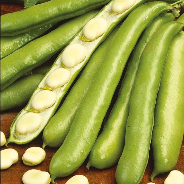 10 Plants (LATE) Broad Bean De Monica Vegetable Plants