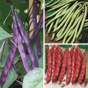 18 plants (LATE) Climbing French Bean Vegetable Plant Collection