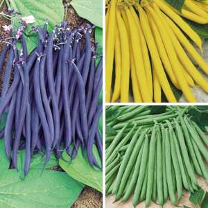 30 Young Plants, 10 from each variety (EARLY) Dwarf French Bean Vegetable Plant Collection