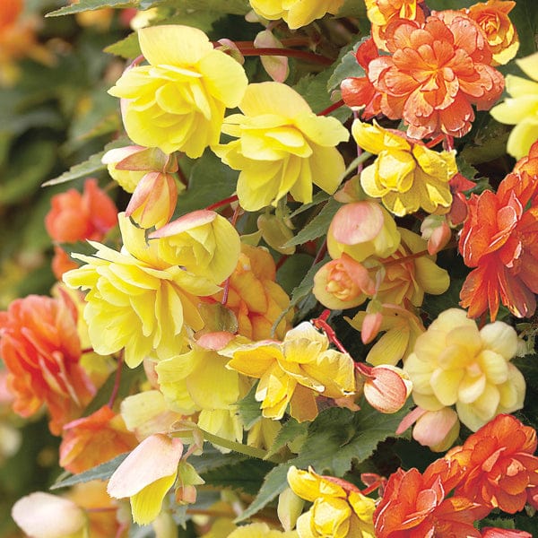 Begonia Illumination Apricot Shades F1 Flower Plants