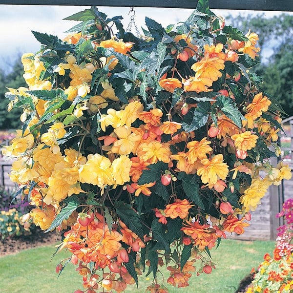 Begonia Illumination Apricot Shades F1 Flower Plants